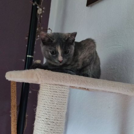 Zwei Babykatzen Lucy und Lea suchen ein liebevolles zuhause Wir haben zwei Babykätzchen