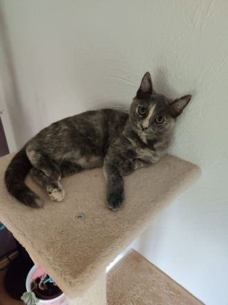 Zwei Babykatzen Lucy und Lea suchen ein liebevolles zuhause Wir haben zwei Babykätzchen