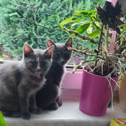 Zwei Babykatzen Lucy und Lea suchen ein liebevolles zuhause Wir haben zwei Babykätzchen