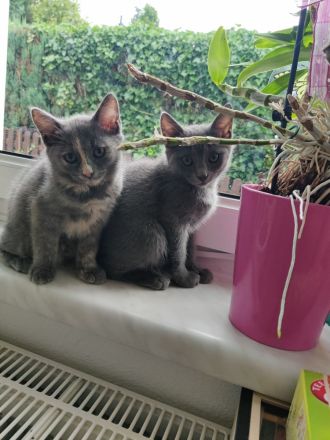 Zwei Babykatzen Lucy und Lea suchen ein liebevolles zuhause Wir haben zwei Babykätzchen