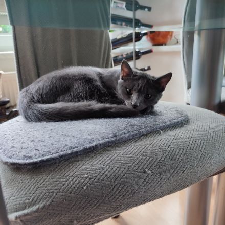 Zwei Babykatzen Lucy und Lea suchen ein liebevolles zuhause Wir haben zwei Babykätzchen