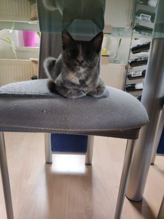 Zwei Babykatzen Lucy und Lea suchen ein liebevolles zuhause Wir haben zwei Babykätzchen