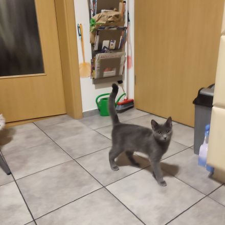 Zwei Babykatzen Lucy und Lea suchen ein liebevolles zuhause Wir haben zwei Babykätzchen