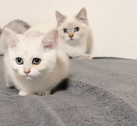 Bkh reinrassige Katzen/Kater/Kitten