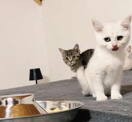 Bkh reinrassige Katzen/Kater/Kitten