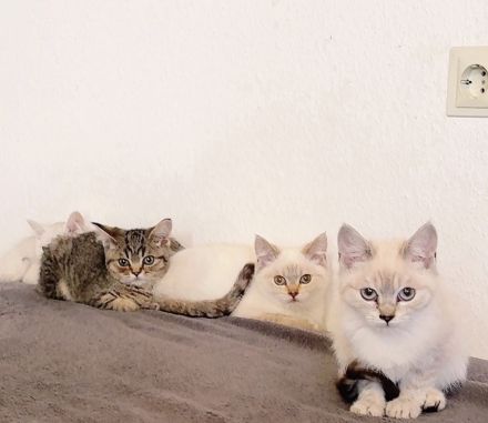 Bkh reinrassige Katzen/Kater/Kitten