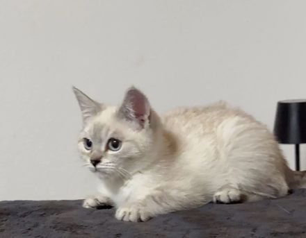 Bkh reinrassige Katzen/Kater/Kitten