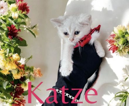 Bkh reinrassige Katzen/Kater/Kitten