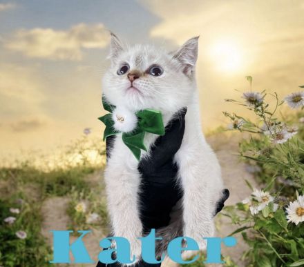 Bkh reinrassige Katzen/Kater/Kitten