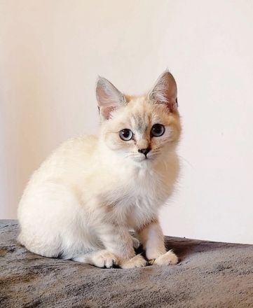 Bkh reinrassige Katzen/Kater/Kitten