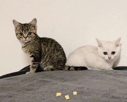 Bkh reinrassige Katzen/Kater/Kitten