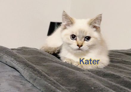 Bkh reinrassige Katzen/Kater/Kitten