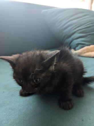 2 kleine katzendamen suchen neues Zuhause