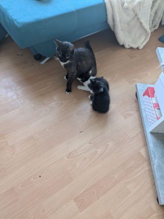 2 kleine katzendamen suchen neues Zuhause