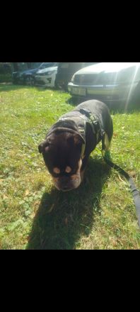 Lotte Englische Bulldoge