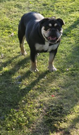 Lotte Englische Bulldoge