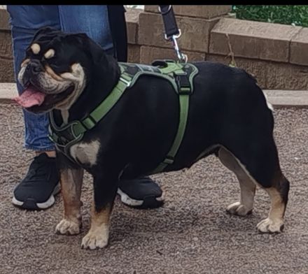 Lotte Englische Bulldoge