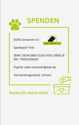 Bom, Bim und Bum (3 aufgeschlossene Hunde) suchen ein Zuhause in Deutschland