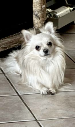 Biete Chihuahua Deckrüde