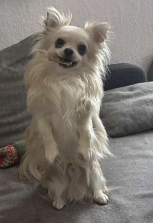 Biete Chihuahua Deckrüde