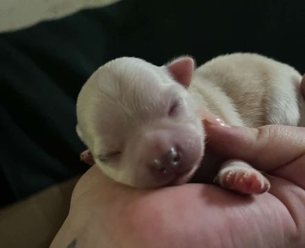 Biete Chihuahua Deckrüde