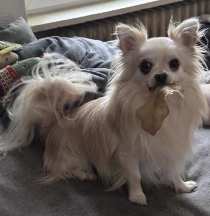 Biete Chihuahua Deckrüde