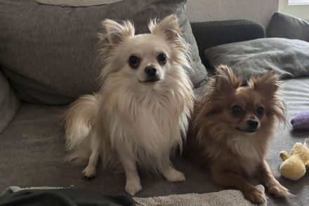 Biete Chihuahua Deckrüde