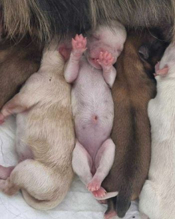 Biete Chihuahua Deckrüde