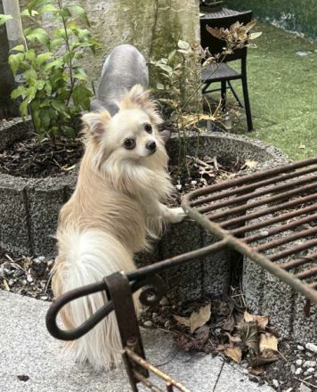 Biete Chihuahua Deckrüde