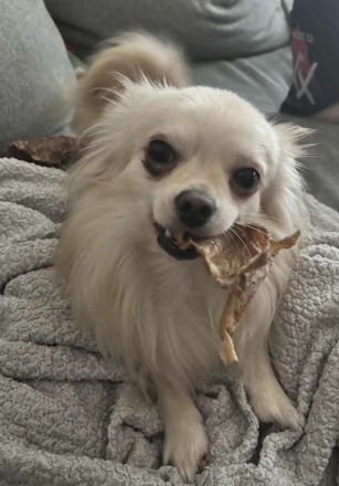 Biete Chihuahua Deckrüde