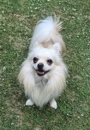 Biete Chihuahua Deckrüde