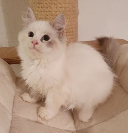 Ein Sibirisches Kitten in der Variante Neva Masquarade - Mädchen