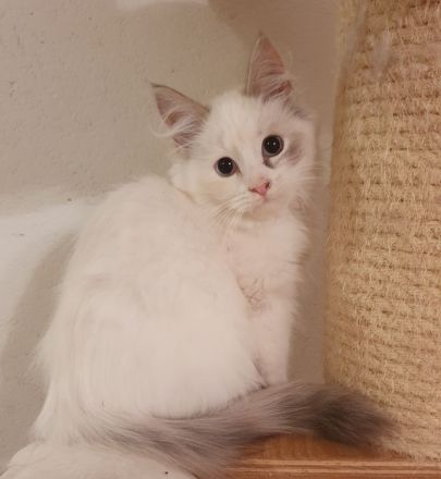 Ein Sibirisches Kitten in der Variante Neva Masquarade - Mädchen