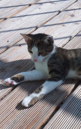 KOSTEK SUCHT EIN NEUES ZUHAUSE