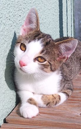 KOSTEK SUCHT EIN NEUES ZUHAUSE