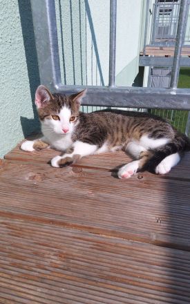 KOSTEK SUCHT EIN NEUES ZUHAUSE