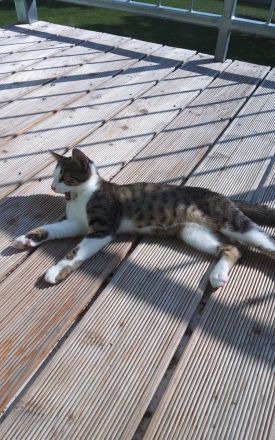 KOSTEK SUCHT EIN NEUES ZUHAUSE