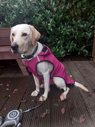 Liebevolle Hunde Dame Nala, sucht ein neues Zuhause