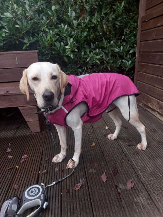 Liebevolle Hunde Dame Nala, sucht ein neues Zuhause