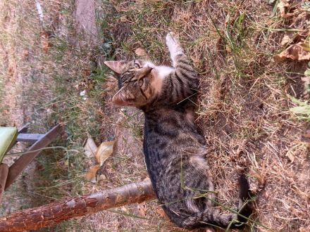 Junger freundlicher zahmer Kater