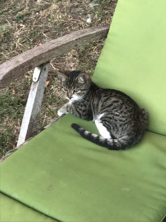 Junger freundlicher zahmer Kater