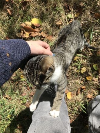 Junger freundlicher zahmer Kater