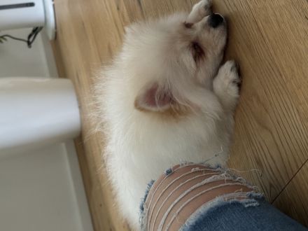 Weiß Beiger Pomeranian Welpe