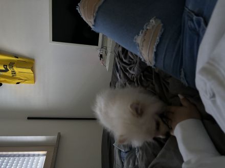 Weiß Beiger Pomeranian Welpe