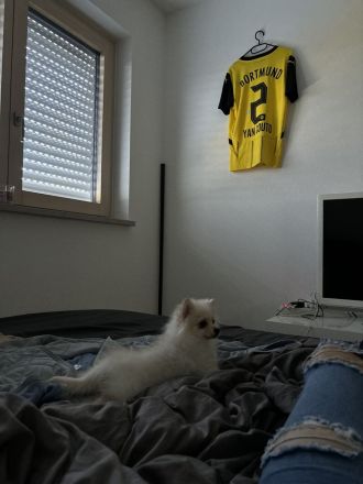 Weiß Beiger Pomeranian Welpe