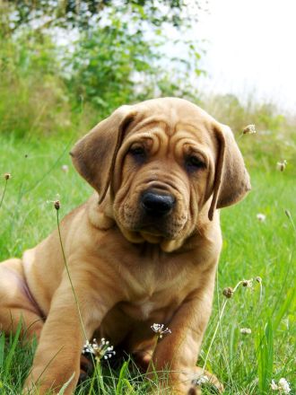 Tosa inu Welpen mit FCI Ahnetafel - Frühjahr/Sommer 2026