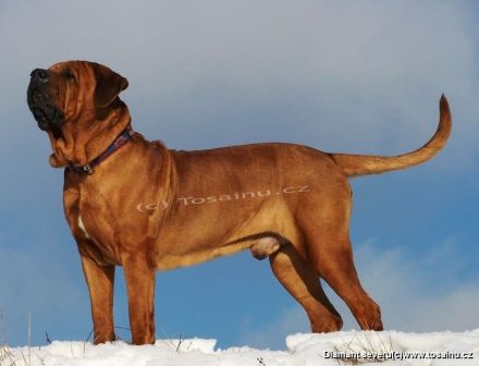 Tosa inu Welpen mit FCI Ahnetafel - Frühjahr/Sommer 2026