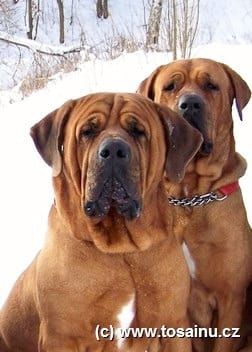 Tosa inu Welpen mit FCI Ahnetafel - Frühjahr/Sommer 2026