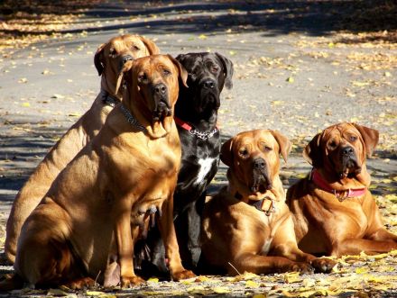 Tosa inu Welpen mit FCI Ahnetafel - Frühjahr/Sommer 2026