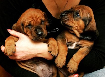 Tosa inu - reinrassige Welpen